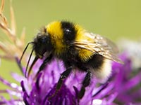 Bombus hortorum